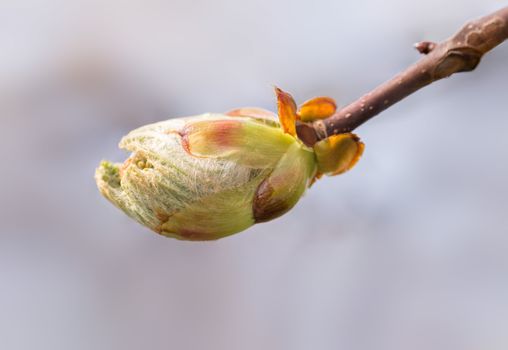 Macro of a horse-chestnut (aesculus hippocastanum) sprout under the warm spring sun