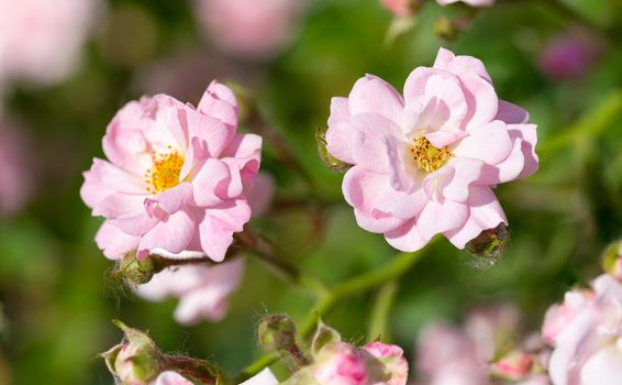 Pink Polyantha Shrub Rose also known as The Fairy rose in a garden, under the hot spring sun