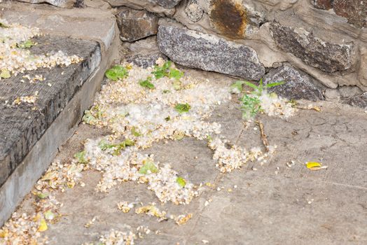 Poplar seeds trapped by the wind in an angle of wall