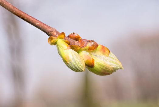 Macro of a horse-chestnut (aesculus hippocastanum) sprout under the warm spring sun