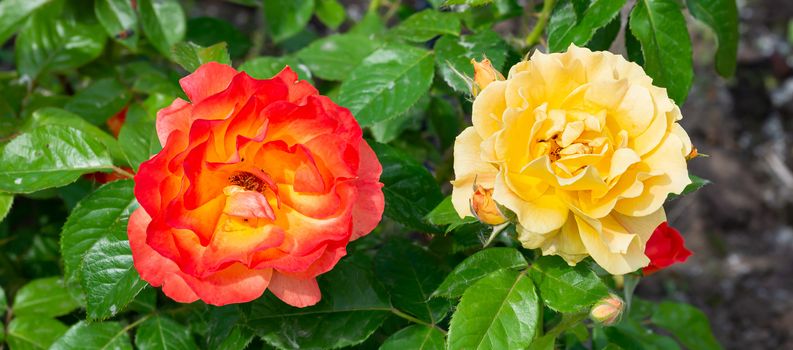 Orange and Yellow roses in a garden, under the soft spring sun