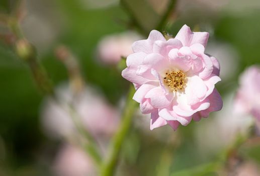 Pink Polyantha Shrub Rose also known as The Fairy rose in a garden, under the hot spring sun