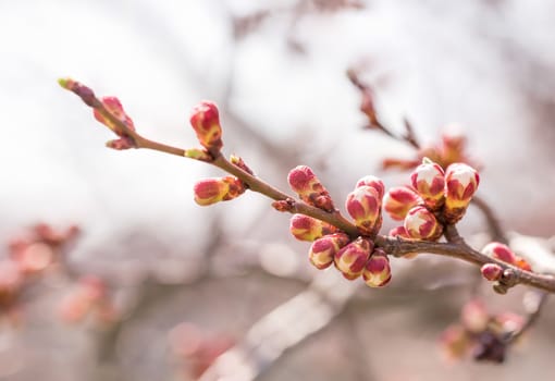 Macro of red and white of Apricot tree buds, on a branch, in spring under the sun