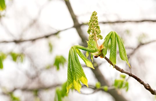 Close up of young chestnut (Aesculus) leaves and flower at the beginning of a soft and sunny spring