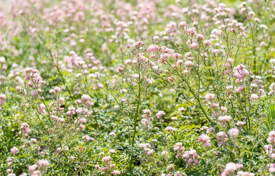 Pink Polyantha Shrub Roses also known as The Fairy roses in a garden, under the hot spring sun