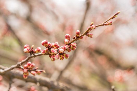 Macro of red and white of Apricot tree buds, on a branch, in spring under the sun