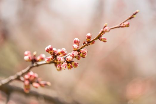 Macro of red and white of Apricot tree buds, on a branch, in spring under the sun