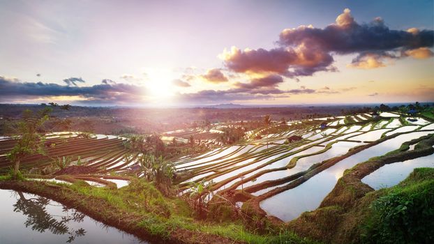 Beautiful sunrise over the Jatiluwih Rice Terraces in Bali, Indonesia.