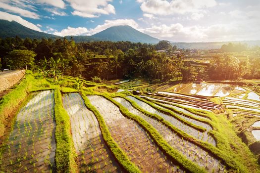 Bali Rice Terraces. The beautiful and dramatic rice fields of Jatiluwih in southeast Bali have been designated the prestigious UNESCO world heritage site.