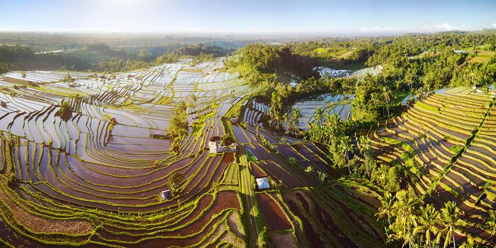 Aerial view of Bali Rice Terraces. The beautiful and dramatic rice fields of Jatiluwih in southeast Bali have been designated the prestigious UNESCO world heritage site.