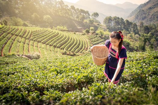 Young Asian women from Thailand picking tea leaves on tea field plantation in the morning at Chui Fong , Chiang Rai, Thailand. Beautiful Asia female model in her 20s.