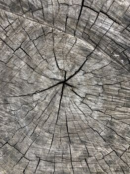 Wooden cross section texture with beautiful pattern design