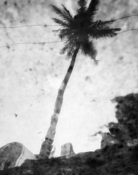 Beautiful view of water reflection of coconut tree viewed from the bottom