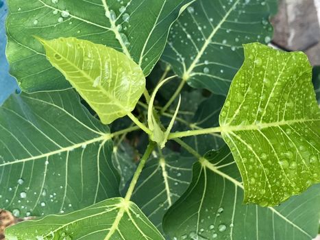 Beautiful view of rain drops found in the surface of green leaves