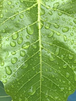 Beautiful view of rain drops found in the surface of green leaves