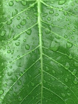 Beautiful view of rain drops found in the surface of green leaves