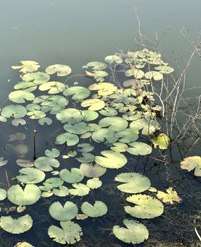 Beautiful view of water lilies found floating in the still water