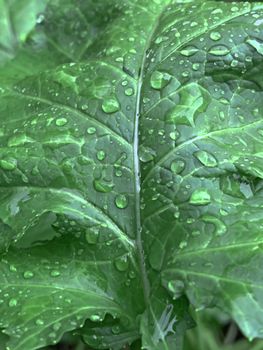 Beautiful view of rain drops found in the surface of green leaves
