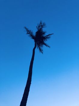 Isolated coconut tree standing against blue sky in the garden