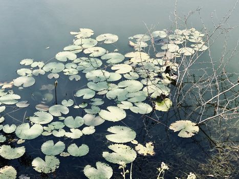 Beautiful view of water lilies found floating in the still water