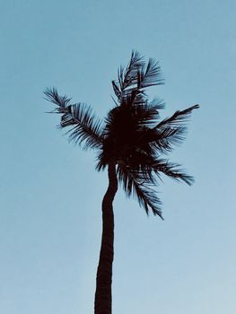 Isolated coconut tree standing against blue sky in the garden