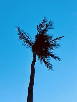 Isolated coconut tree standing against blue sky in the garden
