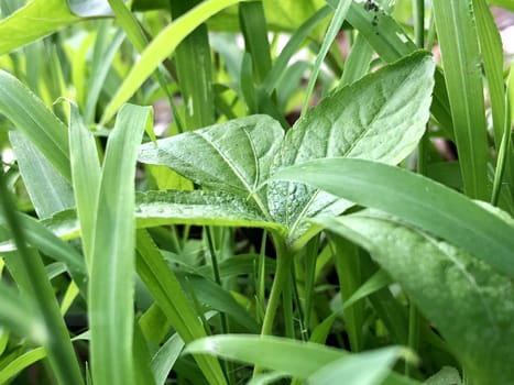 Closeup view of green grass in the garden