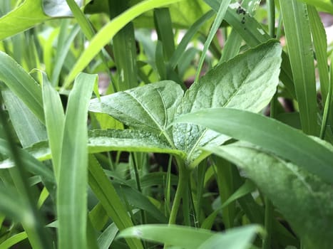 Closeup view of green grass in the garden