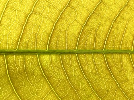 Beautiful view of veins of a fresh mango leaf formed as a texture and pattern