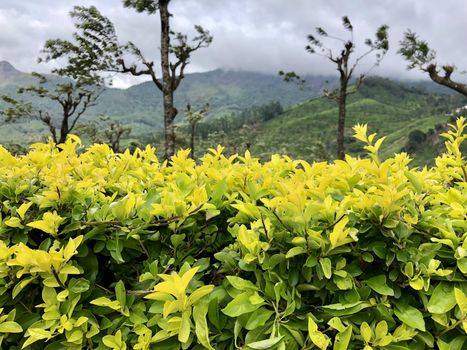 Beautiful view of green leaves grown in abundance in the garden