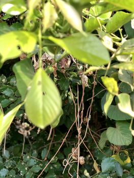 Beautiful view of green leaves grown in abundance in the garden