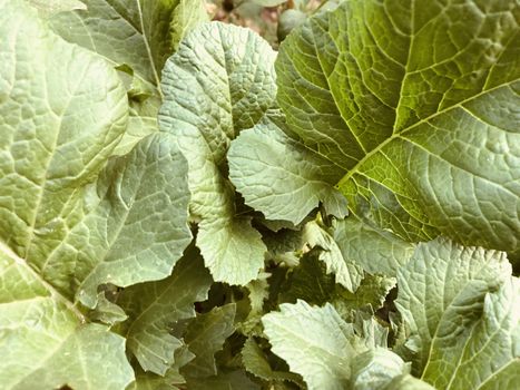 Beautiful view of green leaves grown in abundance in the garden