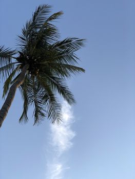 Isolated coconut tree standing against blue sky in the garden