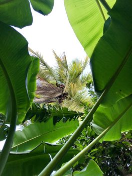 Beautiful view of green leaves grown in abundance in the garden
