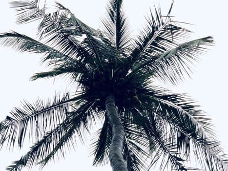 Isolated coconut tree standing against blue sky in the garden