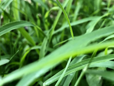 Closeup view of green grass in the garden