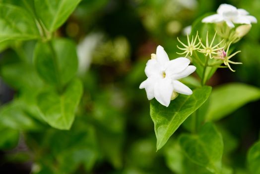 a fresh jasmine in garden