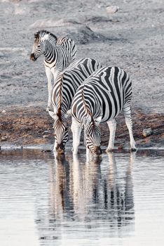 Burchell's zebra family with calf drinks from waterhole, Etosha national Park, Namibia wildlife wildlife safari
