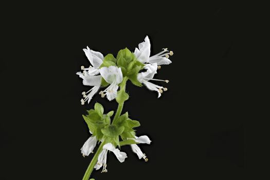 Close-up of white Basil Flower (focus on fist flower) on black background.