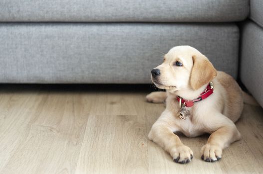 Beautiful Labrador Retriever Puppy on laminate wood background. Labrador Retriever Portrait playing in living room.  Happy Labrador Retriever sitting in living room. Cute puppy dog resting at home.