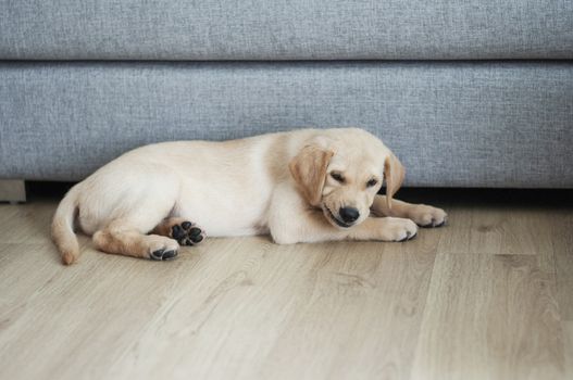 Beautiful Labrador Retriever Puppy on laminate wood background. Labrador Retriever Portrait eatting snack food in living room. Happy Labrador Retriever lying in living room. Cute puppy dog resting at home sweet home.