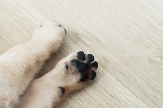 Beautiful feet of Labrador Retriever Puppy on laminate wood background. Labrador Retriever Portrait sleeping in living room. Cute puppy dog resting at home sweet home.