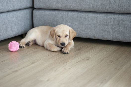 Beautiful Labrador Retriever Puppy on laminate wood background. Labrador Retriever Portrait playing in living room.  Happy Labrador Retriever sitting in living room. Cute puppy dog resting at home sweet home.