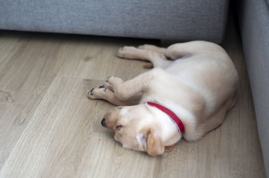 Beautiful Labrador Retriever Puppy on laminate wood background. Labrador Retriever Portrait sleeping in living room.  Happy Labrador Retriever lying in living room. Cute puppy dog resting at home sweet home.