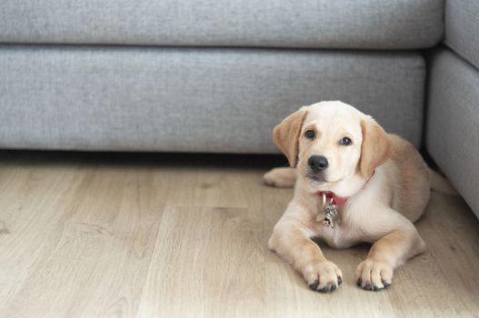 Beautiful Labrador Retriever Puppy sitting on laminate wood background. Labrador Retriever Portrait playing in living room. Happy Labrador Retriever waitting in living room. Cute puppy dog resting at home.