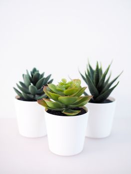 close-up of ornamental plant in pot with cactus in white potted, small tree decoration in room.