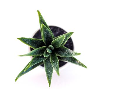 close-up of ornamental plant in pot with cactus in white potted, small tree decoration in room.