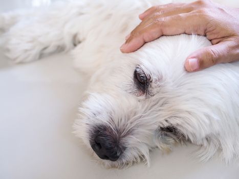 owner used hand massage on pet head. white dog is sick and sleeping on floor