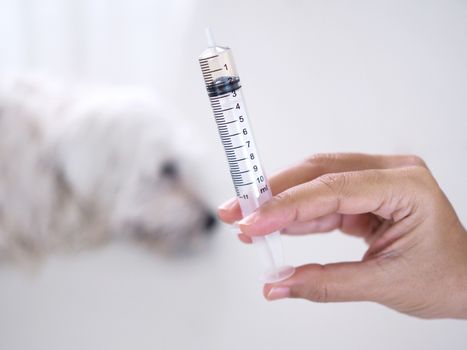 Syringe without needle in hand, Medicine equipment put liquid food for pet