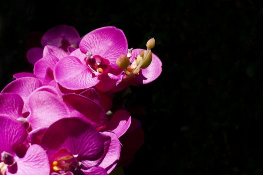 Purple Orchid flower in Chaingmai Thailand on black background. Beautiful Magenta Orchid flower. Natural plant in the wood.  